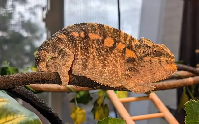 Panther Chameleon - Photo 4