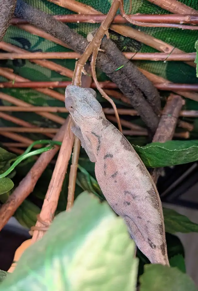 Panther Chameleon - Photo 5