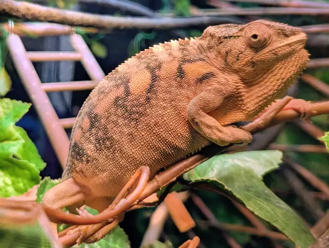 Panther Chameleon - Photo 6