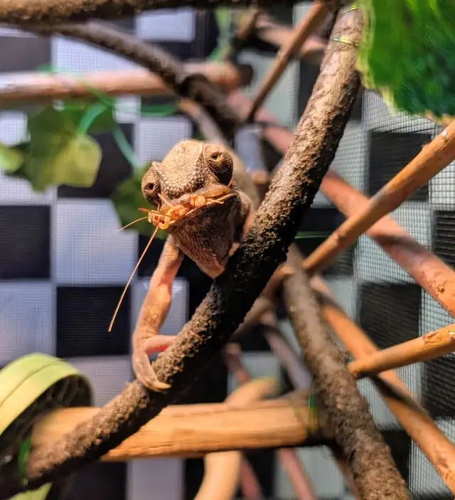 Panther Chameleon - Photo 7