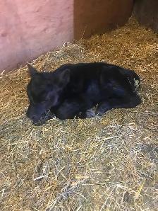 Black Angus calf for sale