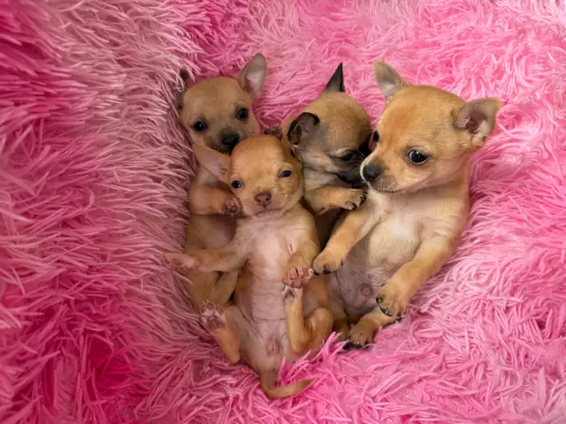 ❤️~Tiny Chihuahuas~❤️