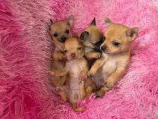 ❤️~Tiny Chihuahuas~❤️