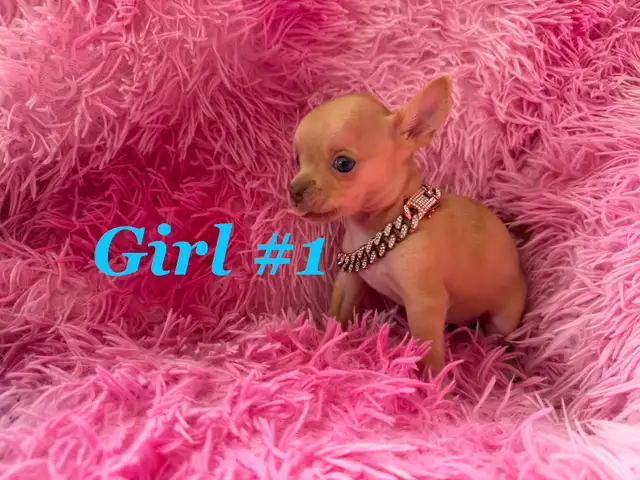 ❤️~Tiny Chihuahuas~❤️ - Photo 2