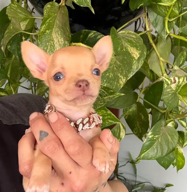 ❤️~Tiny Chihuahuas~❤️ - Photo 3
