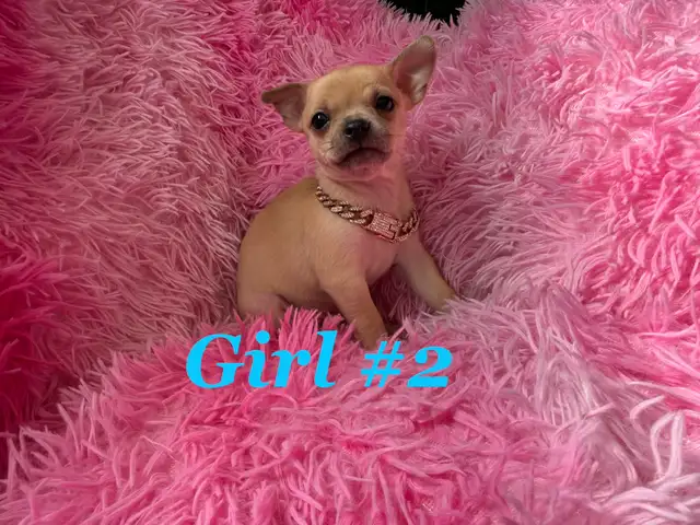 ❤️~Tiny Chihuahuas~❤️ - Photo 4