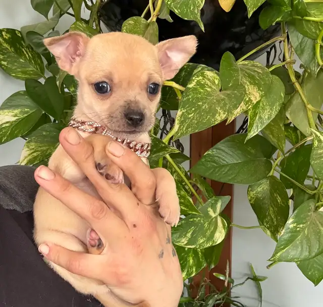 ❤️~Tiny Chihuahuas~❤️ - Photo 5