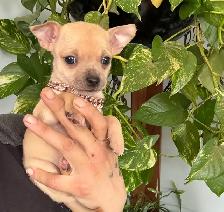 ❤️~Tiny Chihuahuas~❤️ - Photo 5