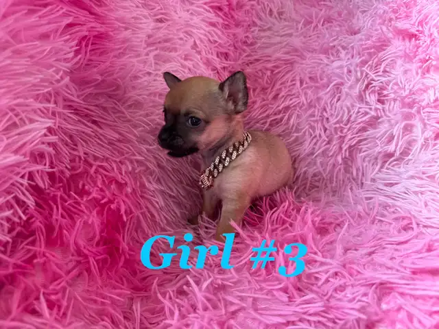 ❤️~Tiny Chihuahuas~❤️ - Photo 6