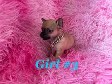 ❤️~Tiny Chihuahuas~❤️ - Photo 6