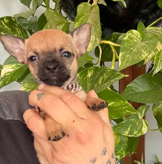 ❤️~Tiny Chihuahuas~❤️ - Photo 7