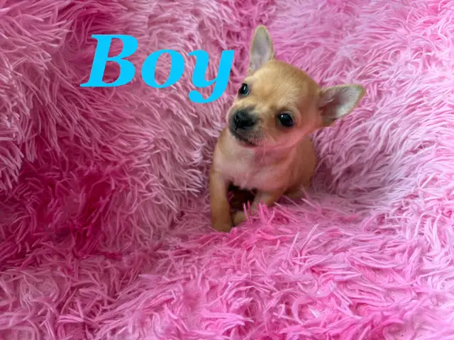 ❤️~Tiny Chihuahuas~❤️ - Photo 8