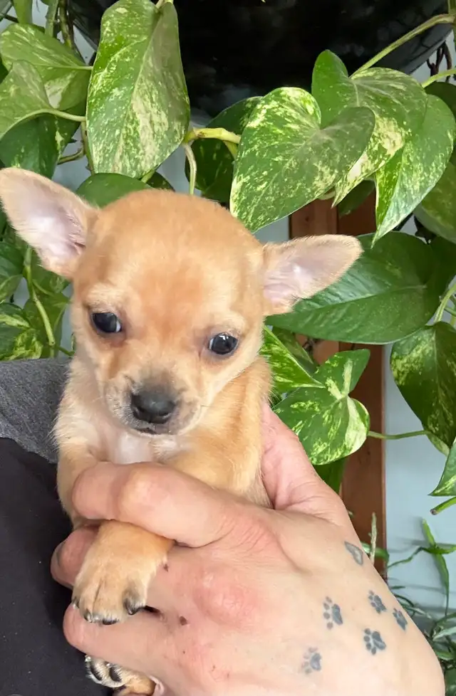 ❤️~Tiny Chihuahuas~❤️ - Photo 9