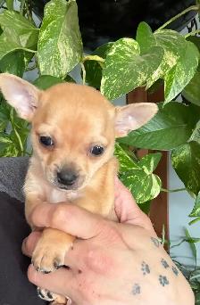 ❤️~Tiny Chihuahuas~❤️ - Photo 9