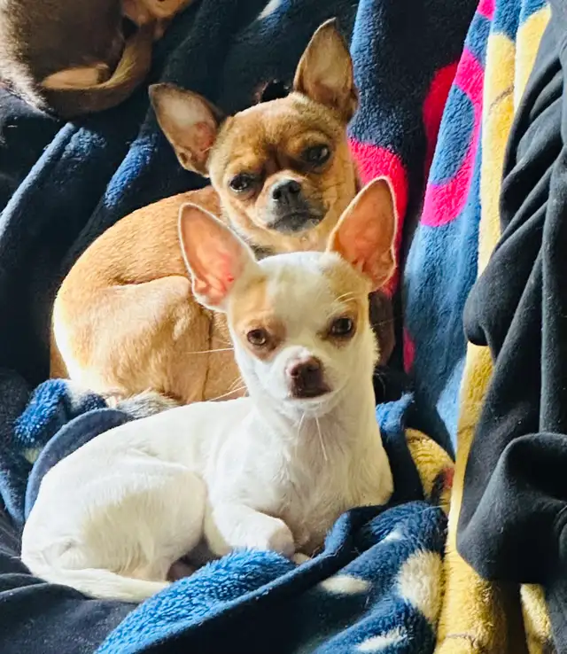 ❤️~Tiny Chihuahuas~❤️ - Photo 10