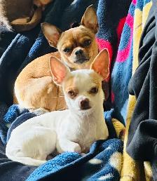 ❤️~Tiny Chihuahuas~❤️ - Photo 10