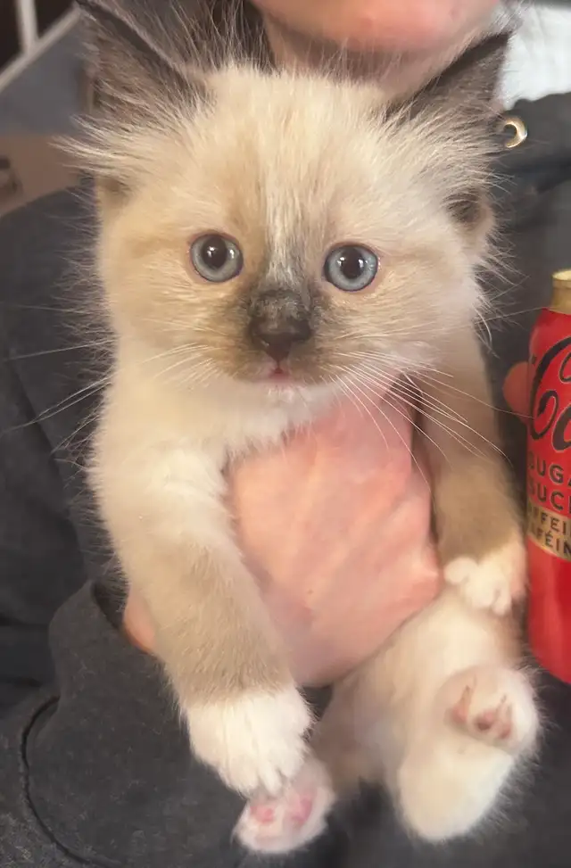 1 BEAUTIFUL RAGDOLL LEFT