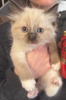 1 BEAUTIFUL RAGDOLL LEFT