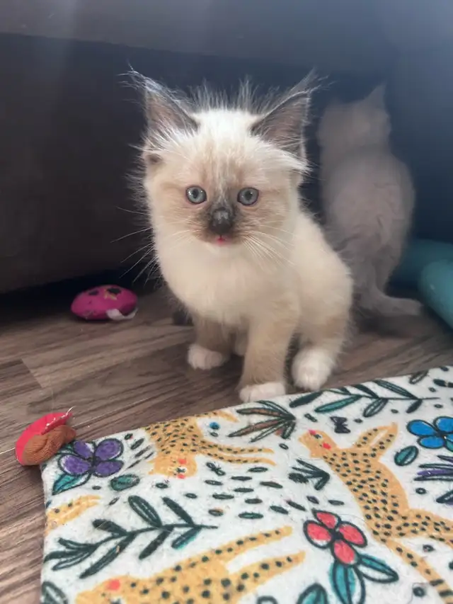 1 BEAUTIFUL RAGDOLL LEFT - Photo 2