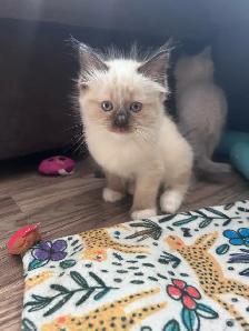 1 BEAUTIFUL RAGDOLL LEFT - Photo 2