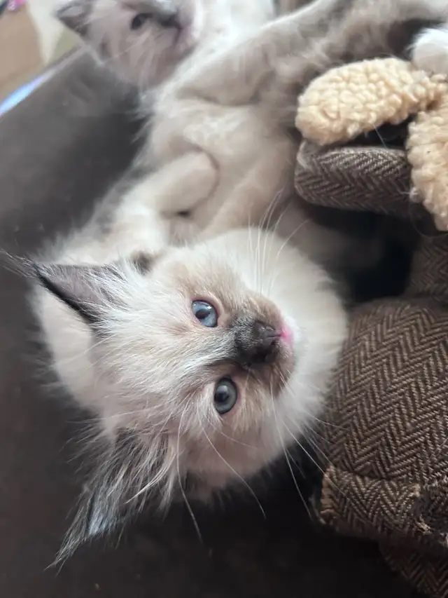 1 BEAUTIFUL RAGDOLL LEFT - Photo 3