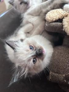 1 BEAUTIFUL RAGDOLL LEFT - Photo 3