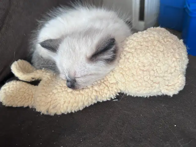 1 BEAUTIFUL RAGDOLL LEFT - Photo 4