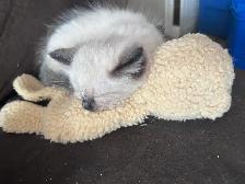 1 BEAUTIFUL RAGDOLL LEFT - Photo 4