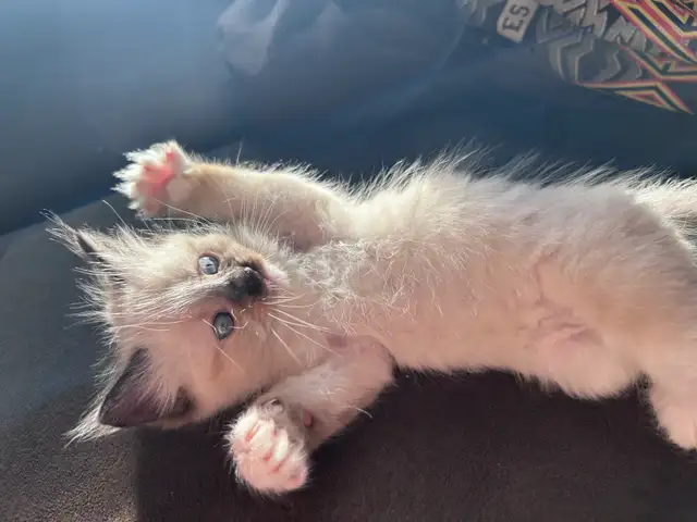 1 BEAUTIFUL RAGDOLL LEFT - Photo 5