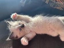 1 BEAUTIFUL RAGDOLL LEFT - Photo 5