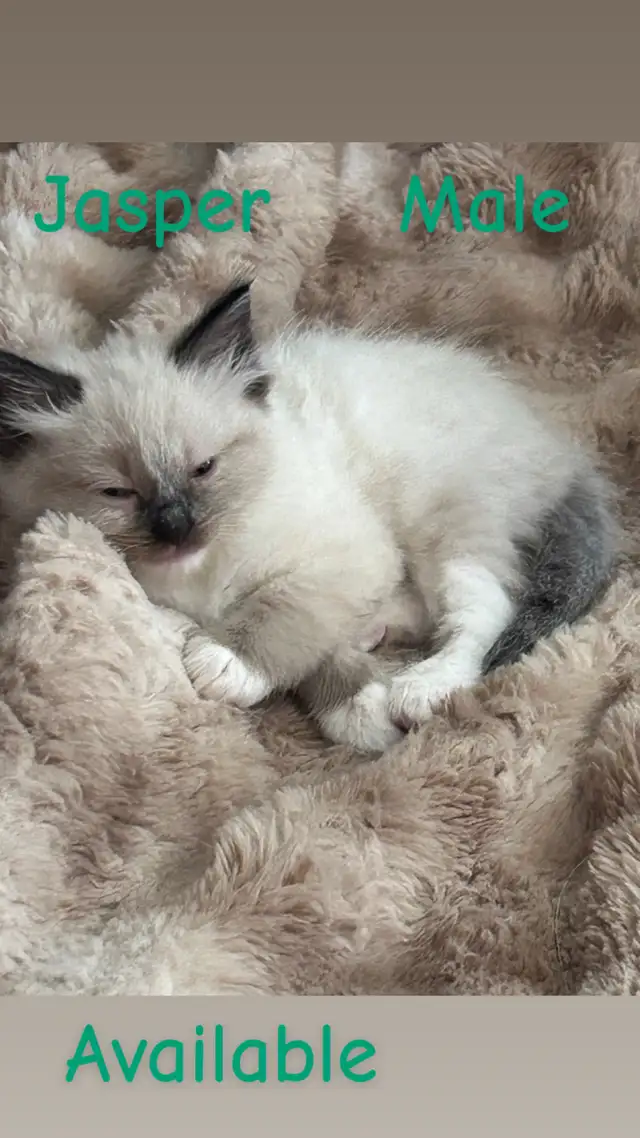 1 BEAUTIFUL RAGDOLL LEFT - Photo 6