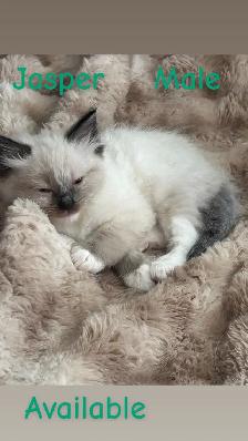 1 BEAUTIFUL RAGDOLL LEFT - Photo 6