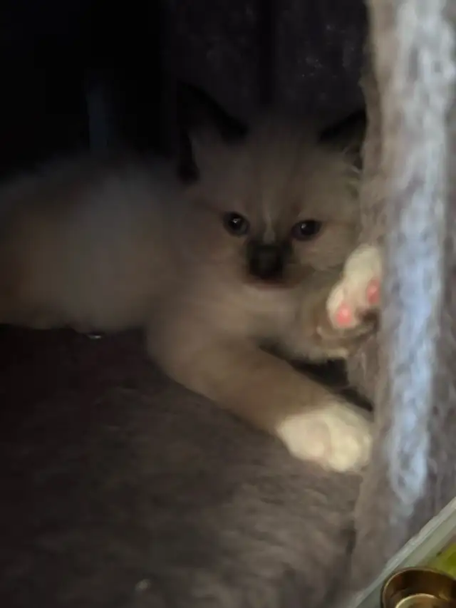 1 BEAUTIFUL RAGDOLL LEFT - Photo 7