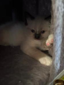1 BEAUTIFUL RAGDOLL LEFT - Photo 7
