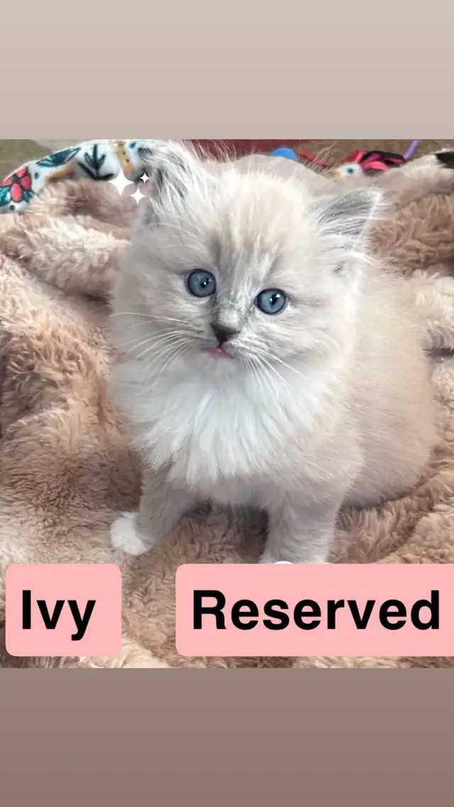 1 BEAUTIFUL RAGDOLL LEFT - Photo 8