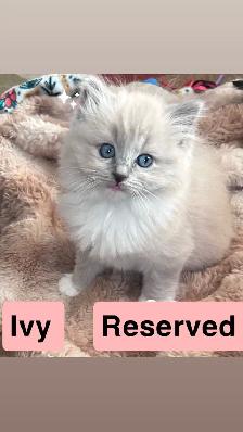 1 BEAUTIFUL RAGDOLL LEFT - Photo 8