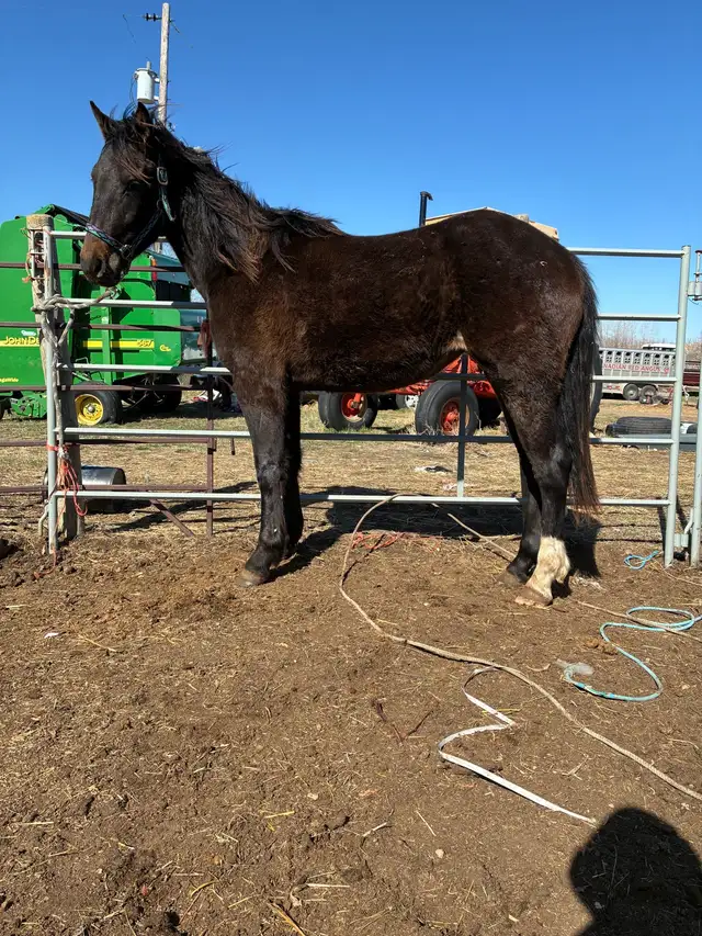 2 year old draft cross