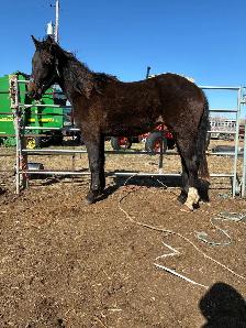 2 year old draft cross