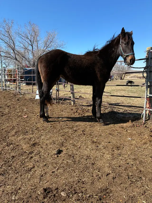 2 year old draft cross - Photo 2