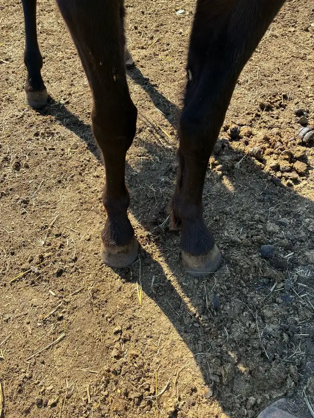 2 year old draft cross - Photo 3