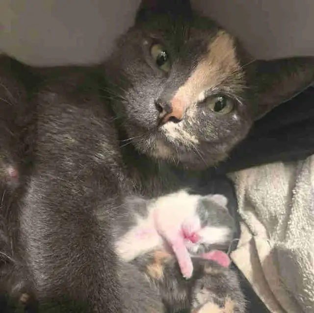 Kittens 2 left!! 1 boy 1 girl