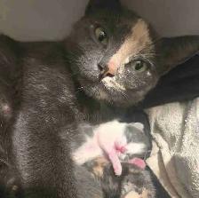Kittens 2 left!! 1 boy 1 girl