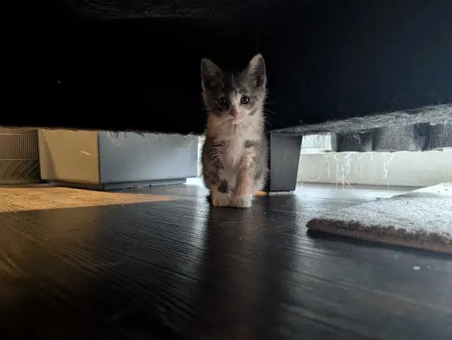 Kittens 2 left!! 1 boy 1 girl - Photo 2