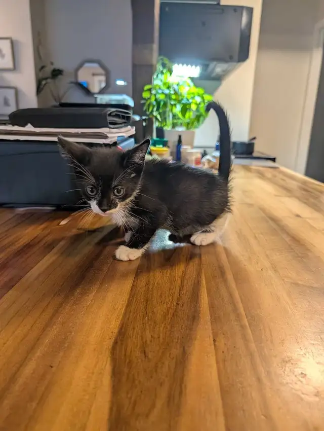 Kittens 2 left!! 1 boy 1 girl - Photo 3