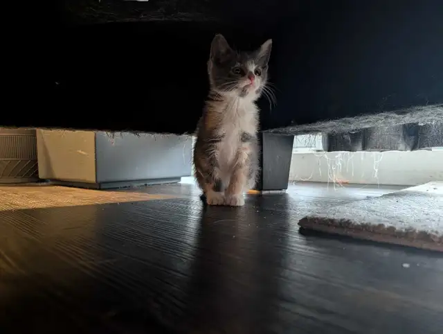 Kittens 2 left!! 1 boy 1 girl - Photo 4