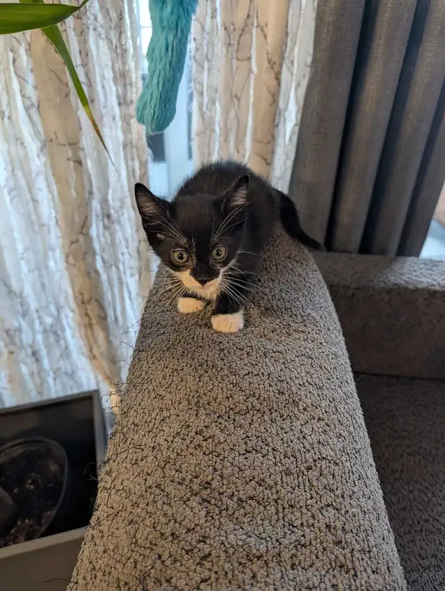 Kittens 2 left!! 1 boy 1 girl - Photo 5