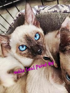 Magnifiques Bébés Siamois prêts à quitter