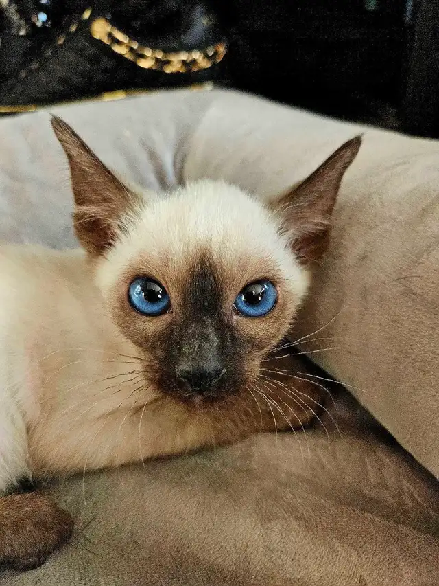 Magnifiques Bébés Siamois prêts à quitter - Photo 2