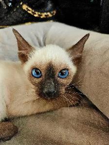 Magnifiques Bébés Siamois prêts à quitter - Photo 2