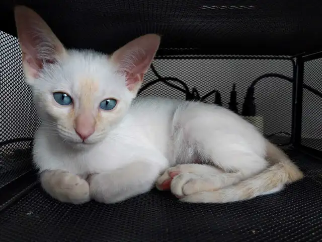 Magnifiques Bébés Siamois prêts à quitter - Photo 3